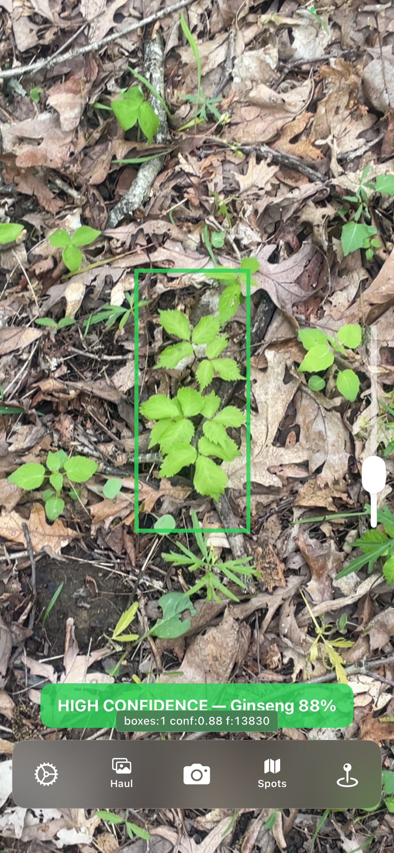 GinsengHunter app detecting American ginseng in woodland forest floor