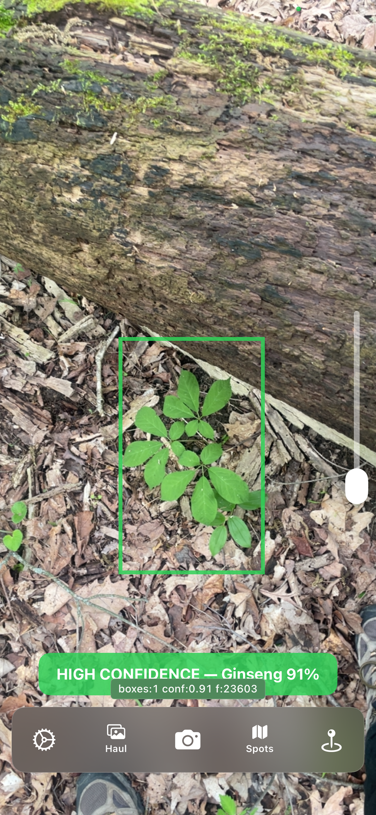 GinsengHunter in-app detection view