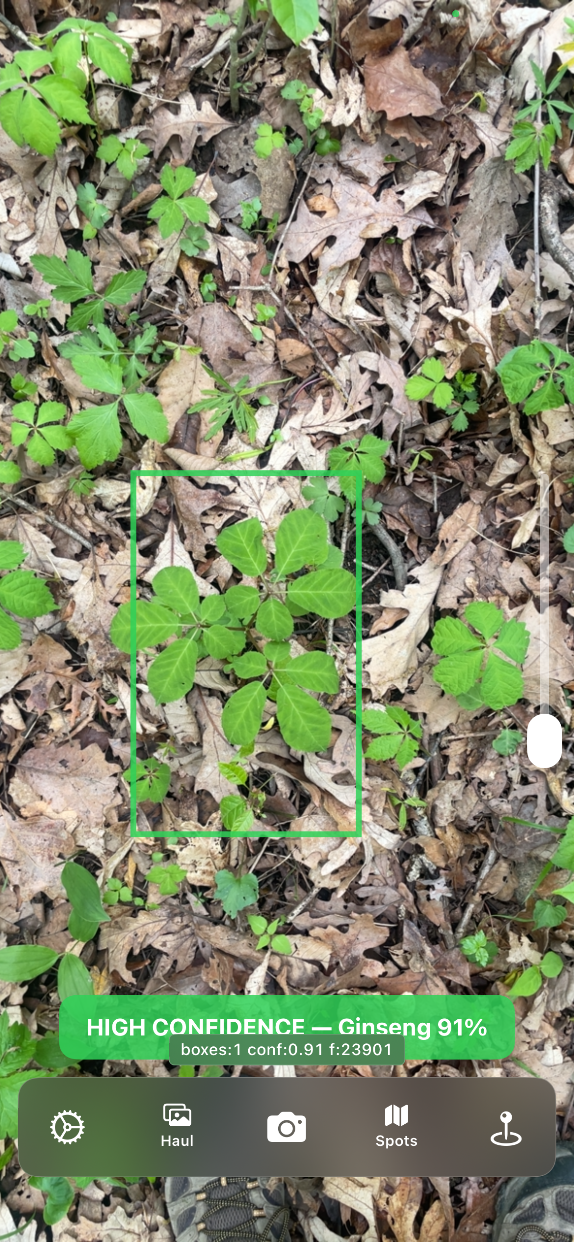 GinsengHunter real-time American ginseng detection with confidence overlay